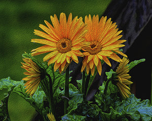 Ron Bruner's - Daisies - Somerset County Photo Note Cards - 6PKG