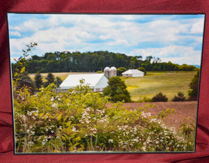 Framed Photo of "Wild Flowers" Photographed by Carol Saylor
